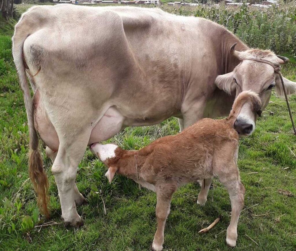 52993331 2576778042346327 824074838212608000 n (1)